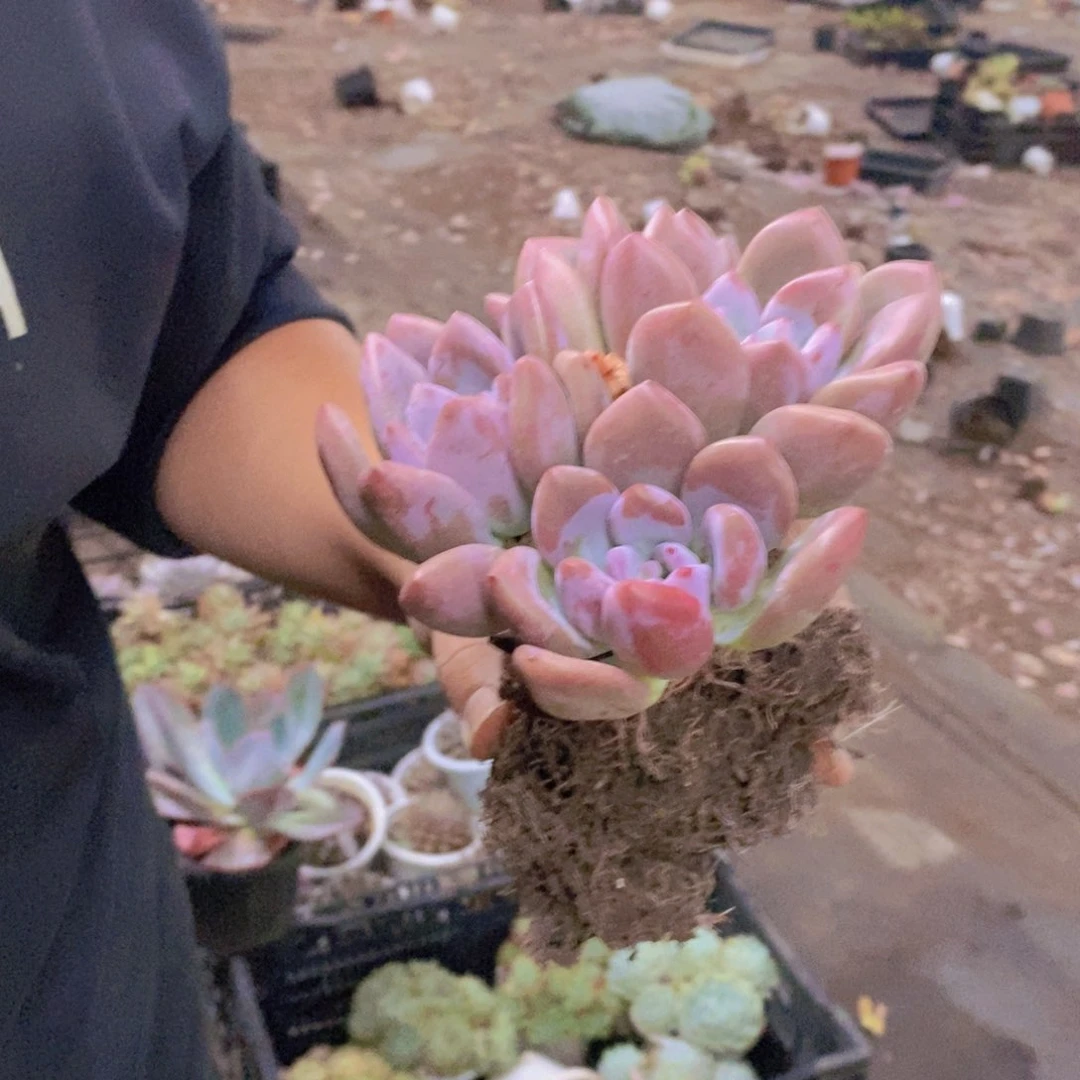 奥普琳娜三头起发