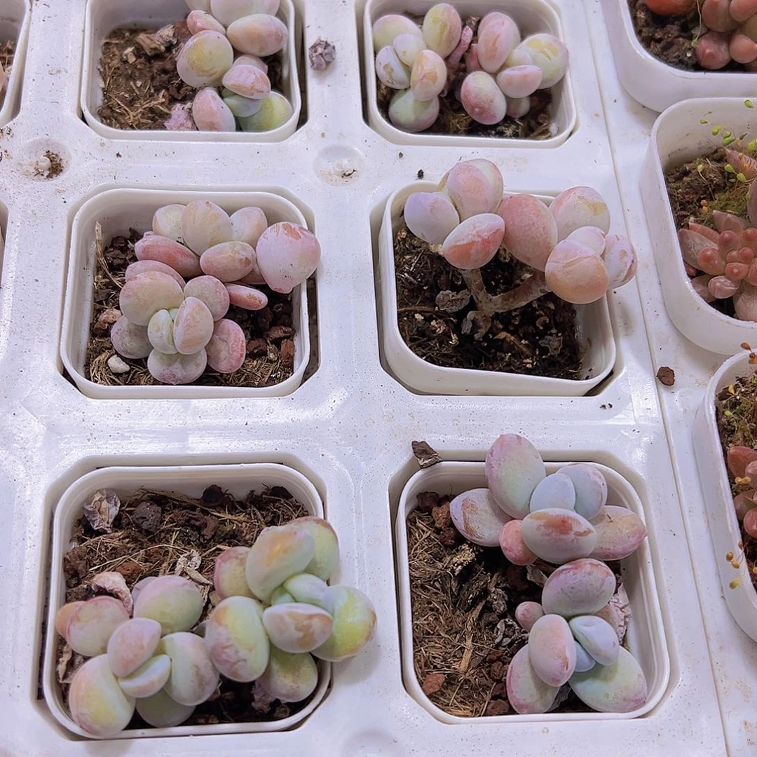 双头雪美人19包邮