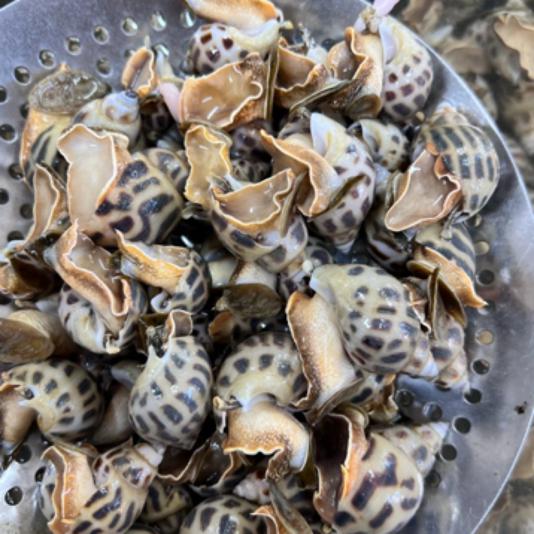 鲜活超大花螺，东风螺（500克）