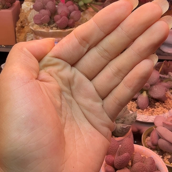 红***水蜜桃和草莓是很可爱