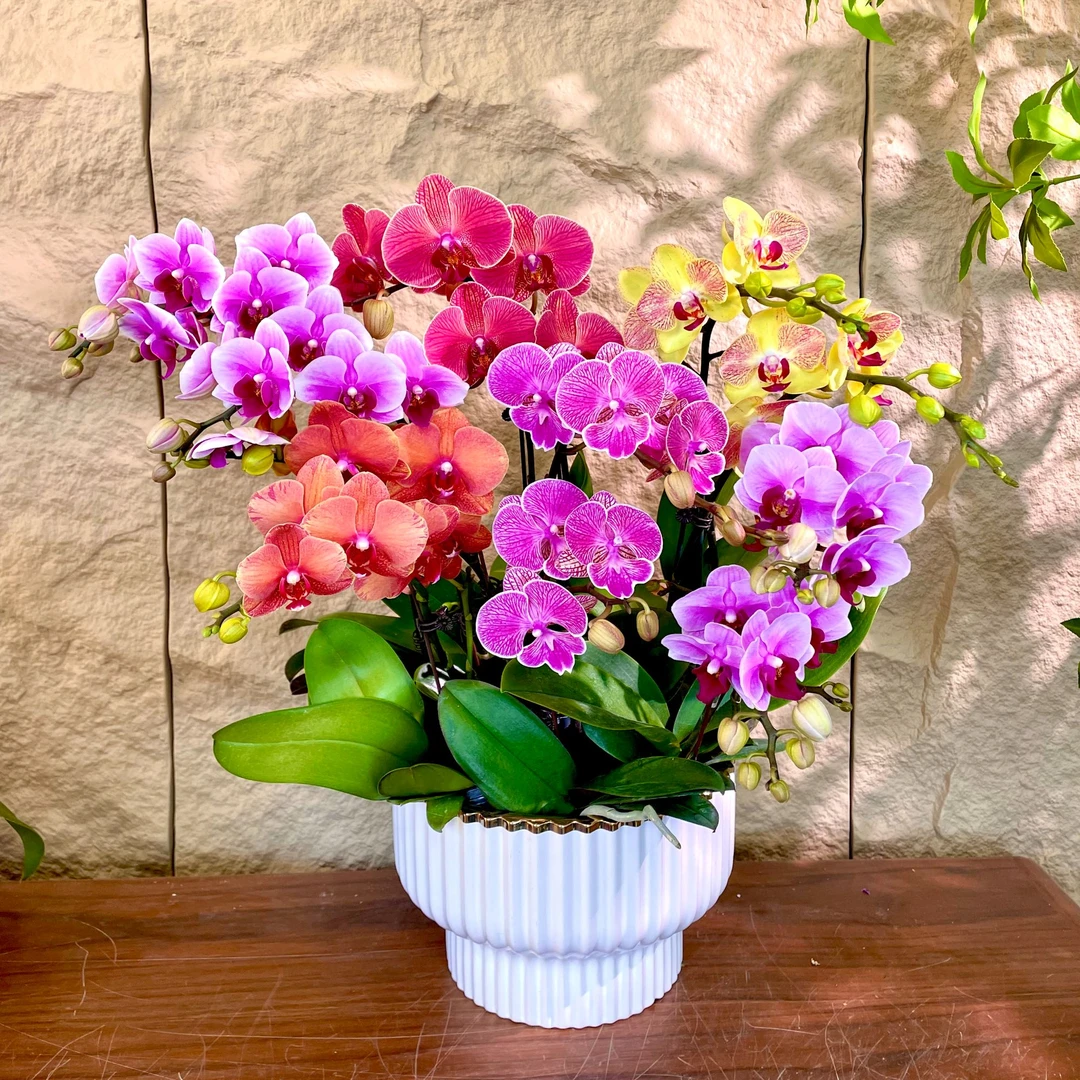 【全家福-蝴蝶兰】高端鲜花 定制款 易养花期长 绿植盆栽  年宵花