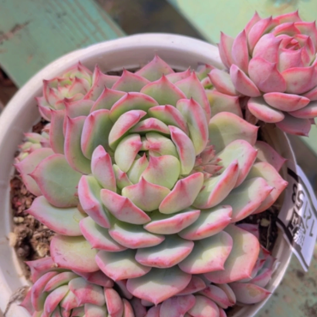 【闪购商品】棱镜12153