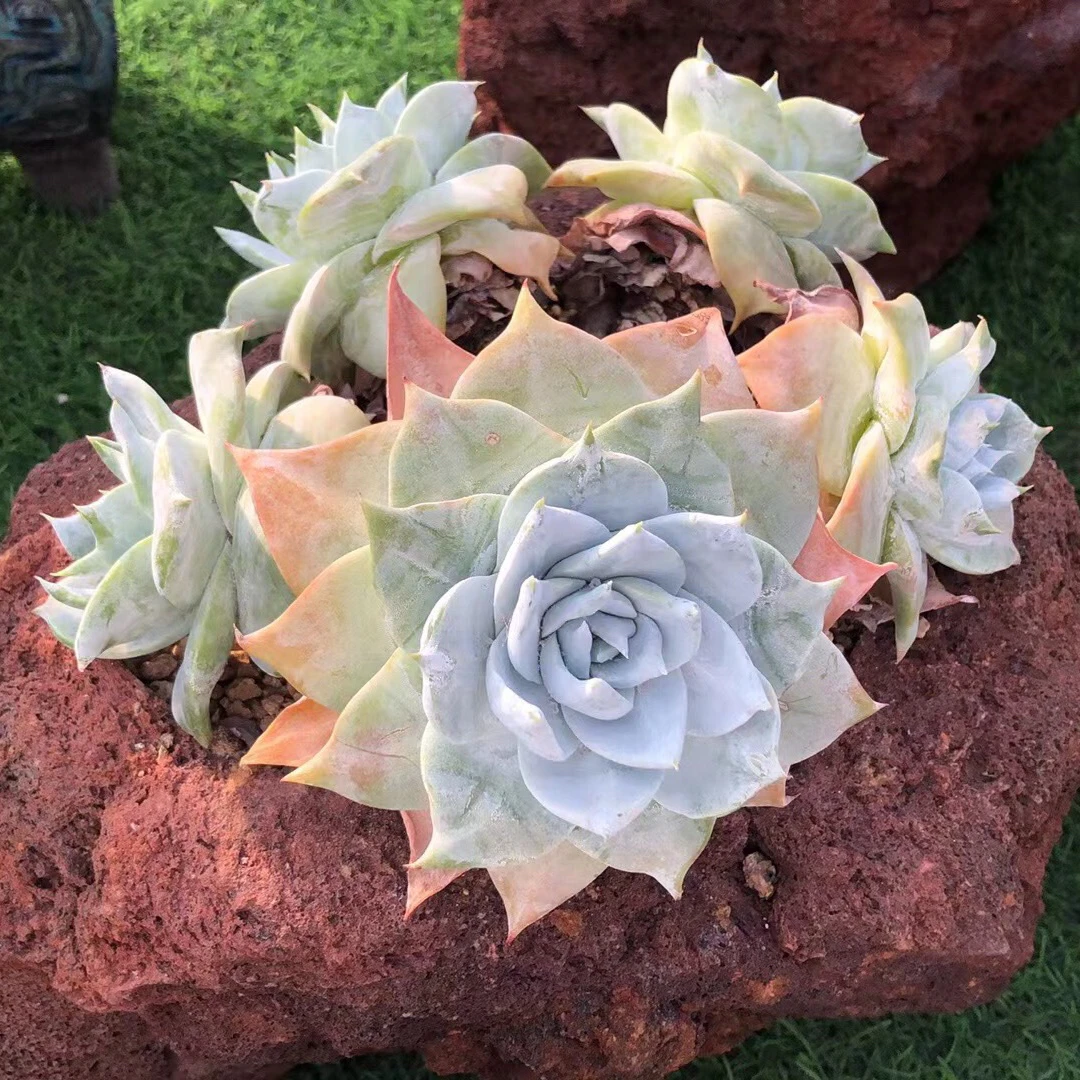 韩货精品仙女杯专拍链接