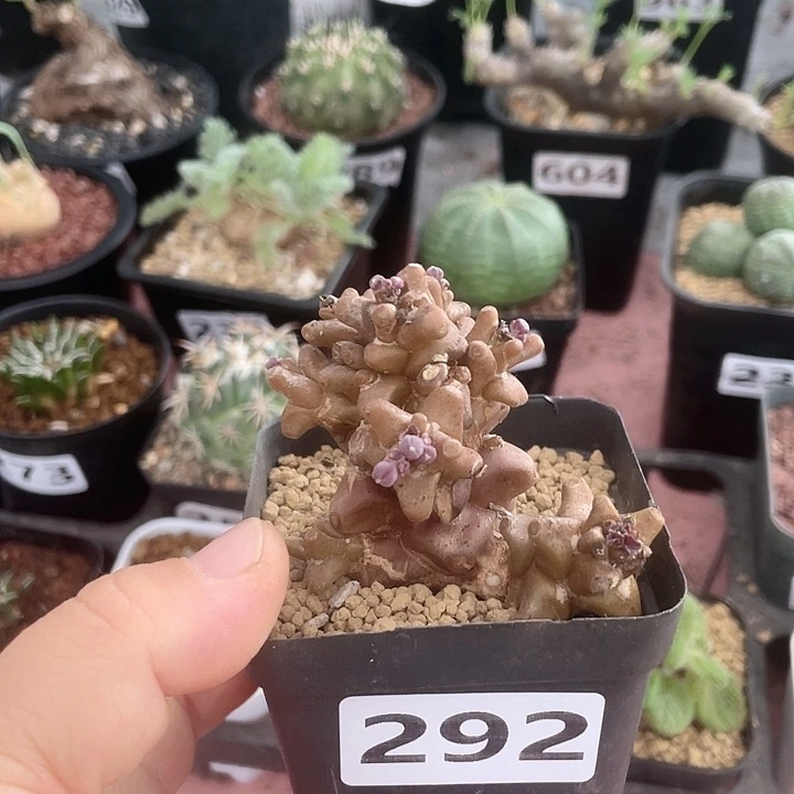 292蛮鬼塔厚墩菊块根