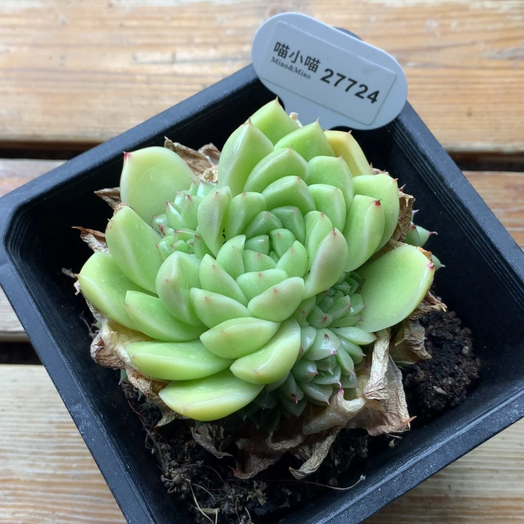 ?****琪多肉植物麦秆珍妮