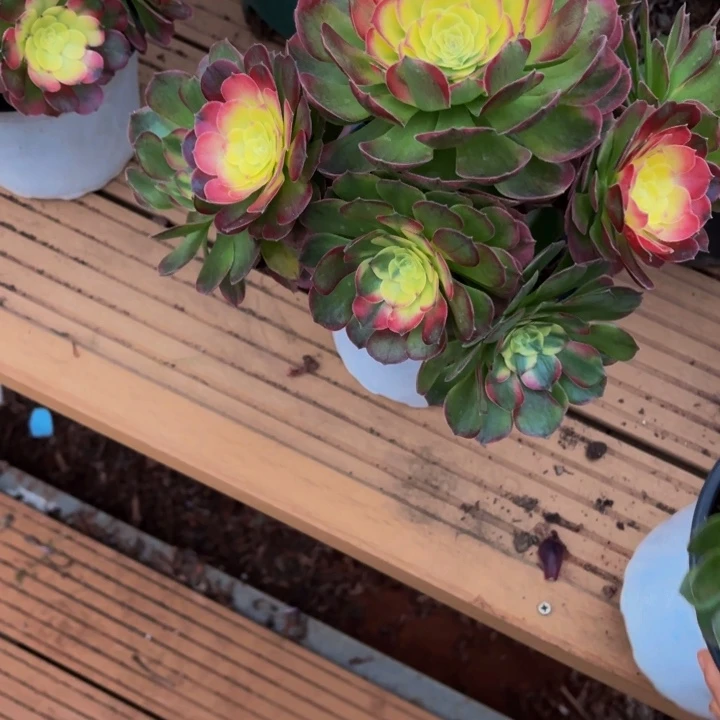 云南海王法师多肉62号