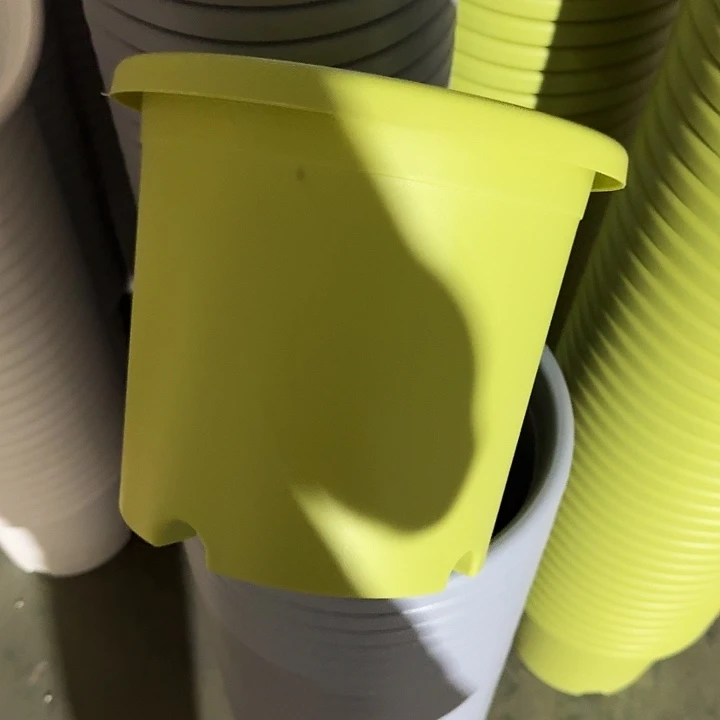 四季4号果绿无托8个特价微瑕