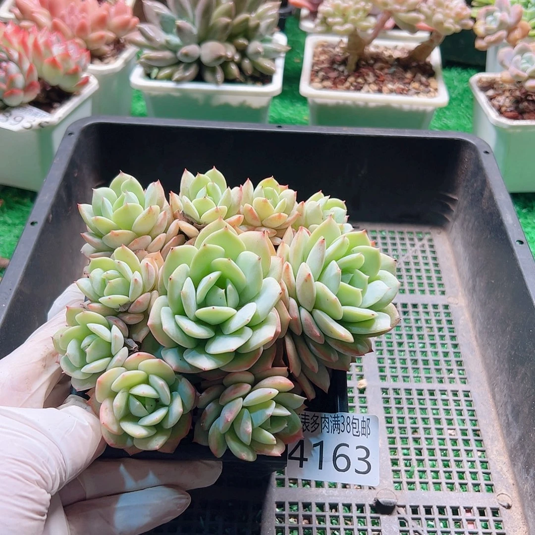 无花朵多肉一物一拍植物4163