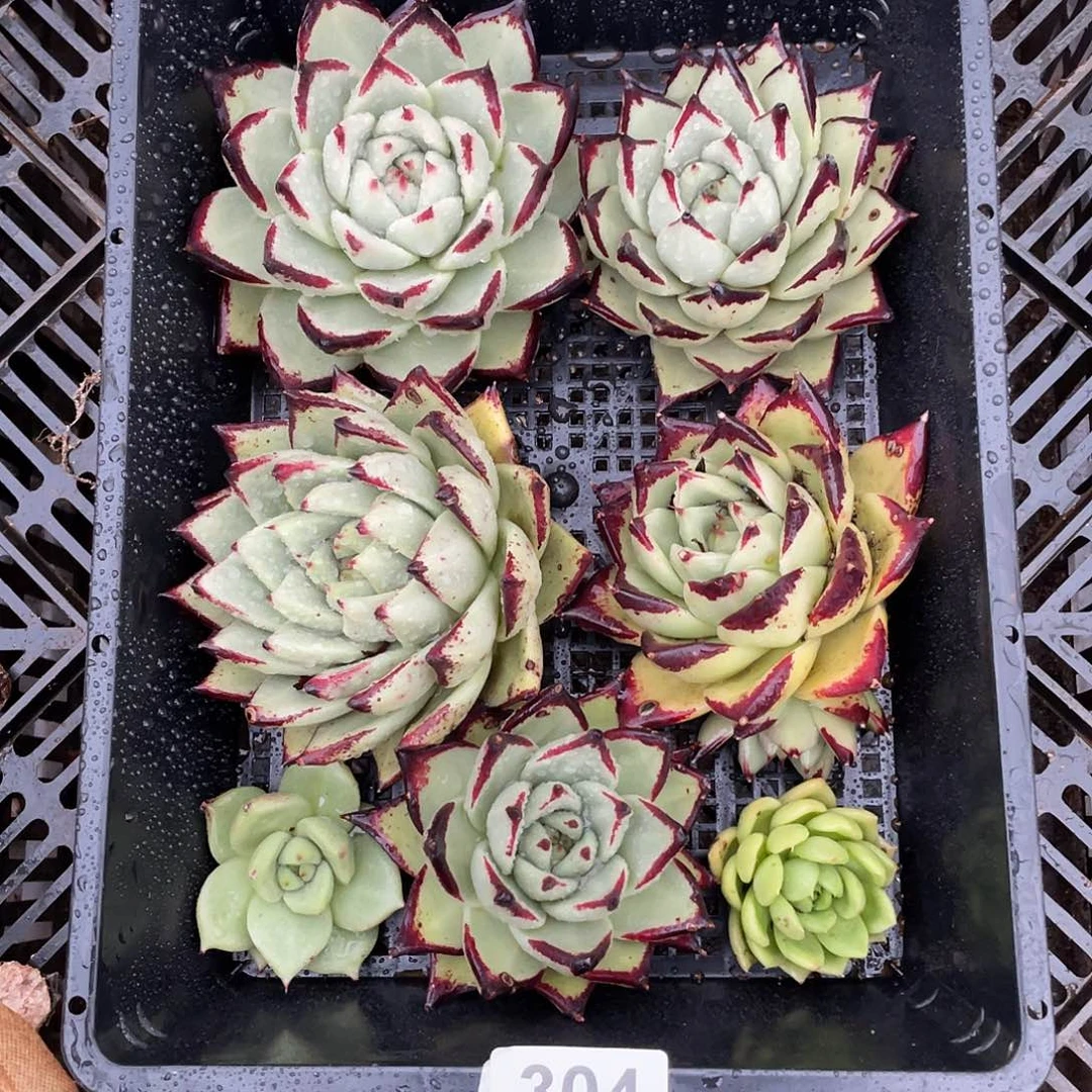 若如东云组拍304