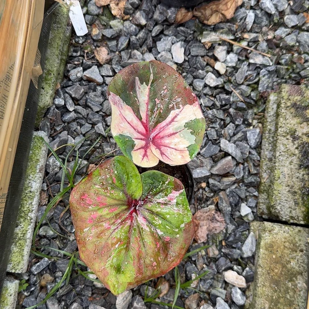 完全开放国庆福利财富脱土裸根发