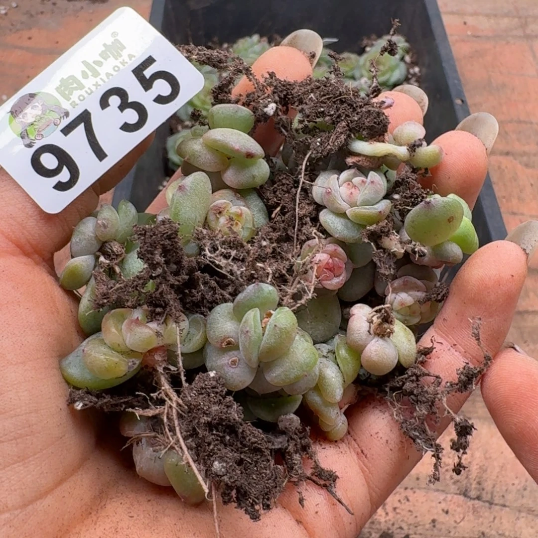 柒***默多肉植物多肉植物