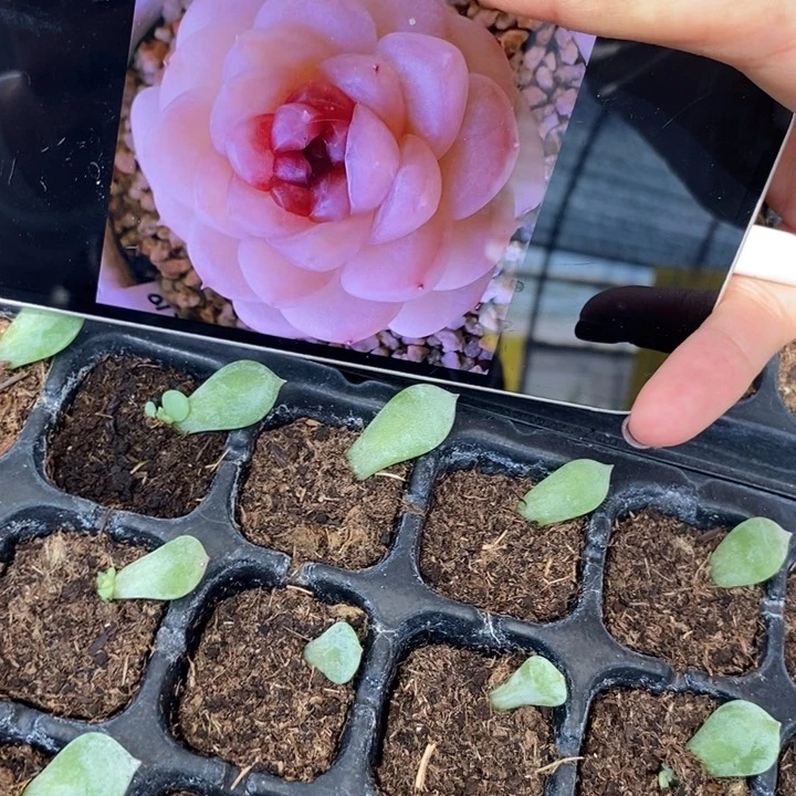 梦华芽苗一个多肉