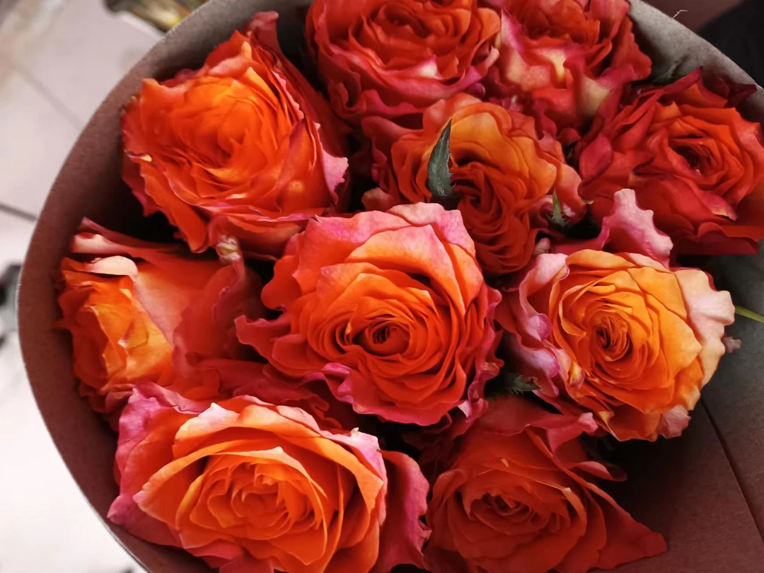 带香味火灵鸟玫瑰10支+喷色碎冰蓝泡泡5支+迷你小太阳向日葵5支