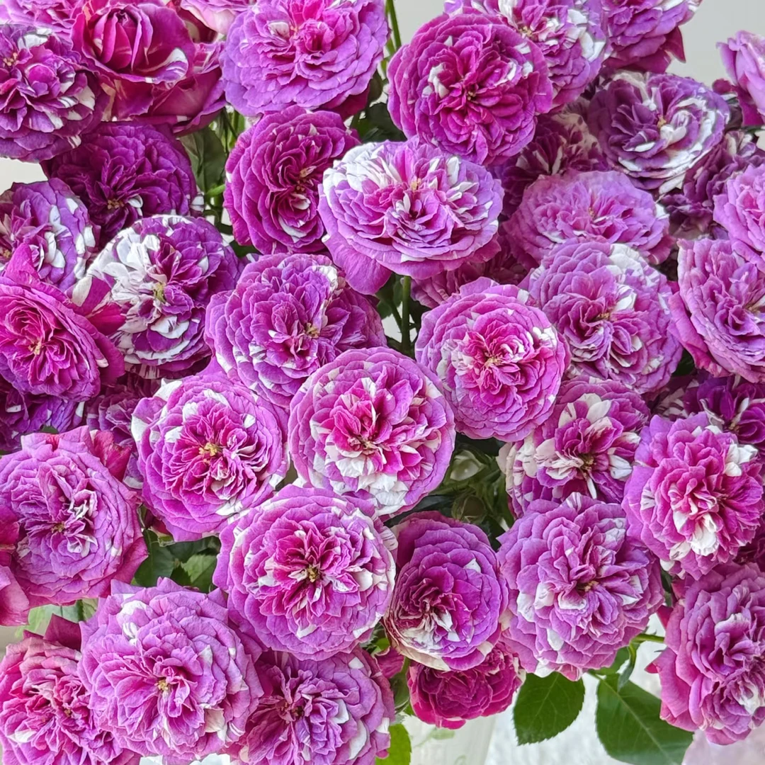 （醒目花产）芬芳宝石混10支！三件顺丰空运20%不售后
