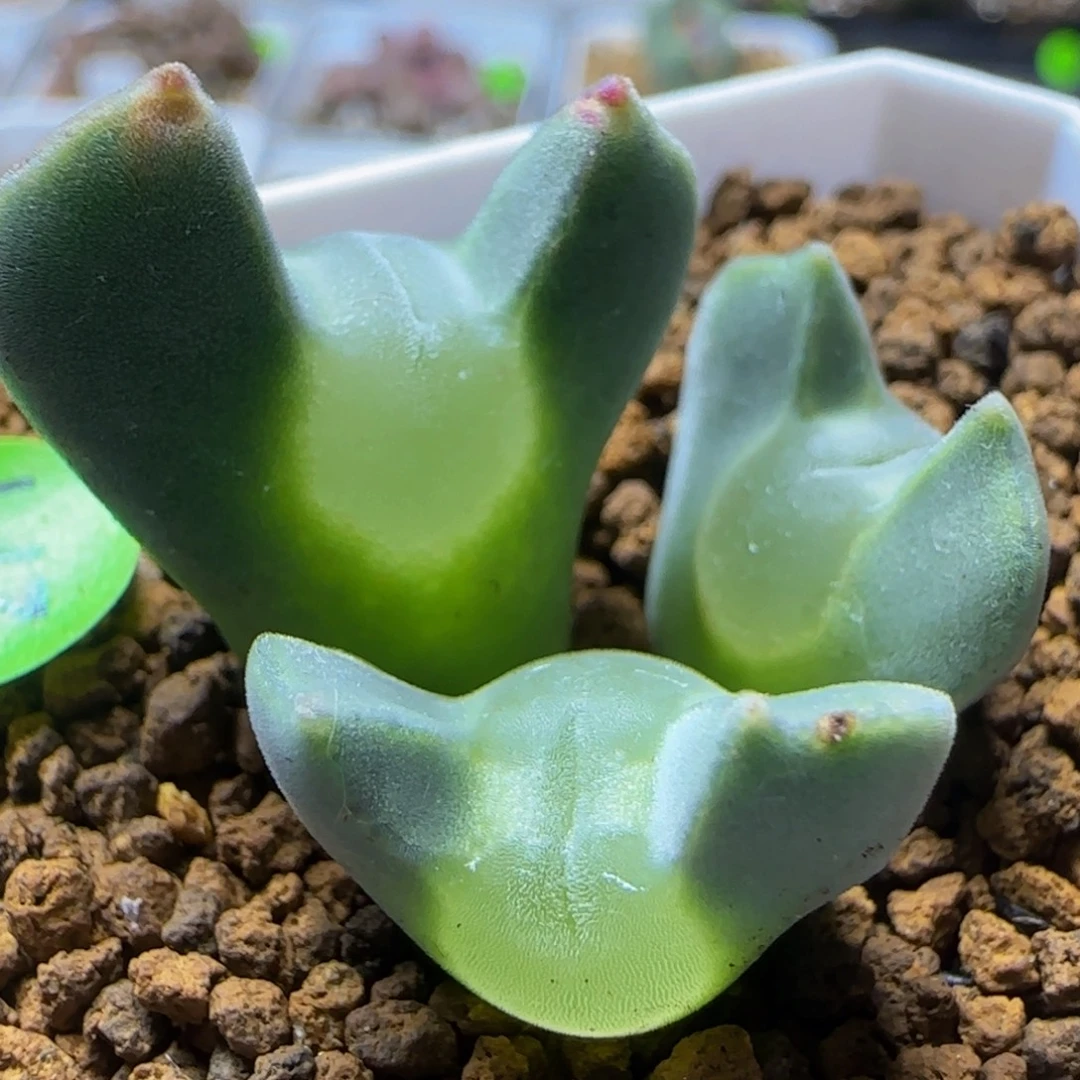 大眼睛空蝉拆头没根271