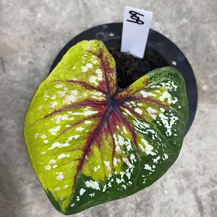 609-0620野蜂飞舞广东现货