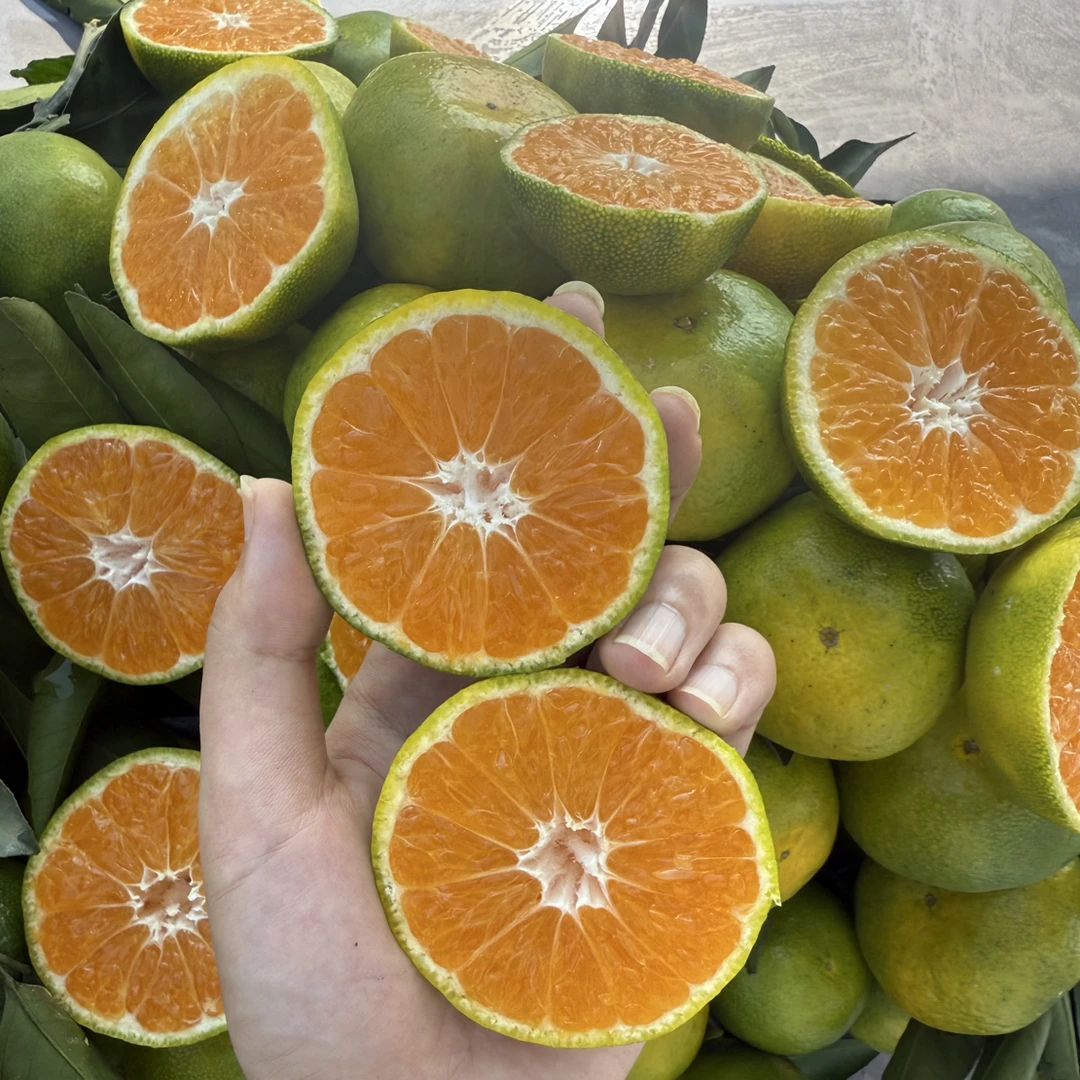 吴江菀坪当地柑橘当天采摘（发京东）