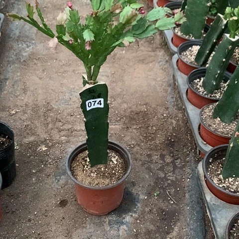 074嫁接蟹爪兰：贵族红