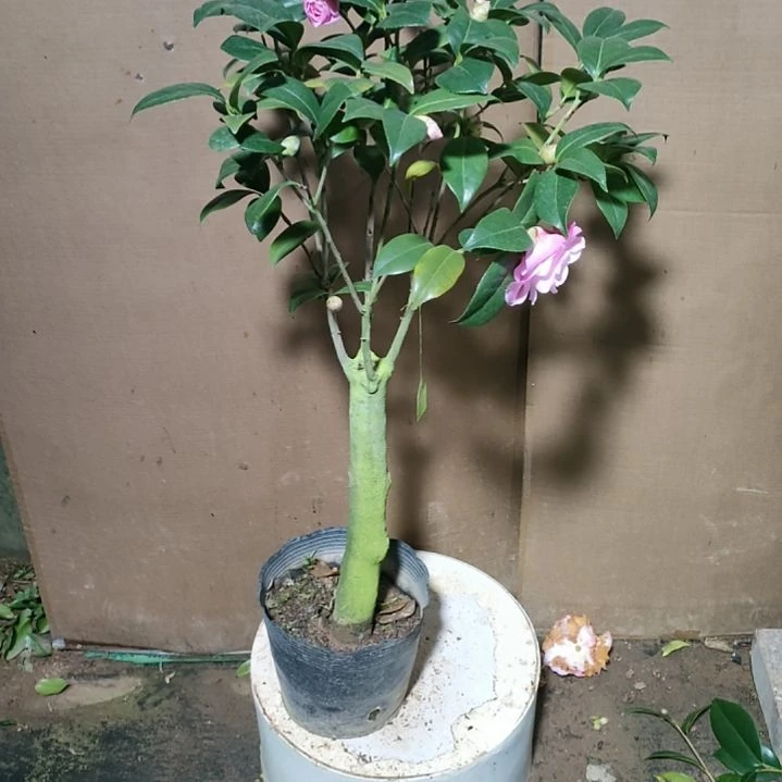 119乌马克，原盆原土发货，不包邮