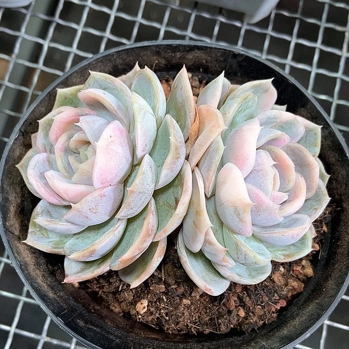 蓝色惊喜锦双头的