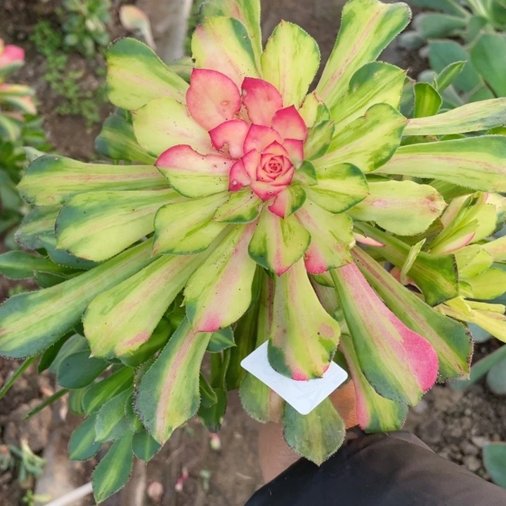 184知否无根多肉12344678多肉