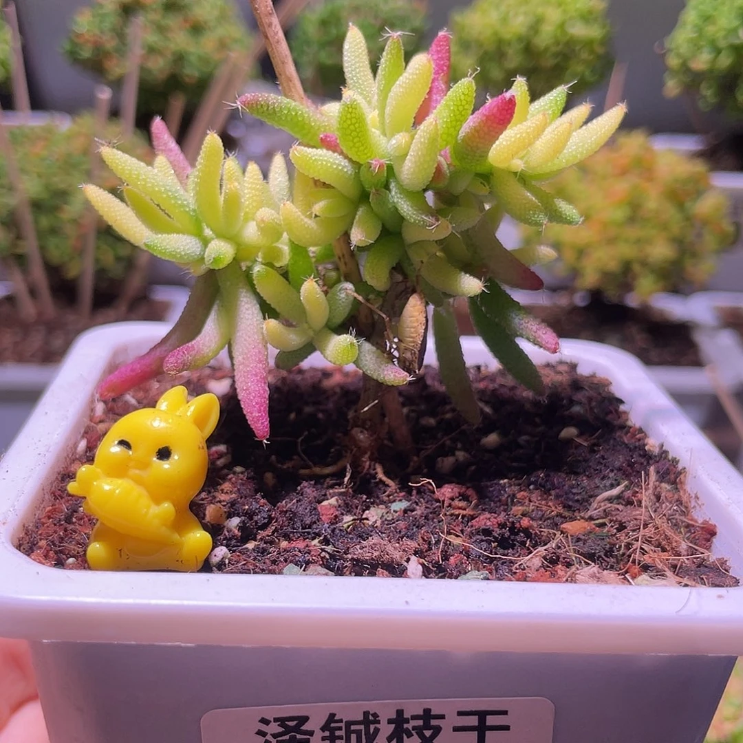 068枝干番杏玉米锦