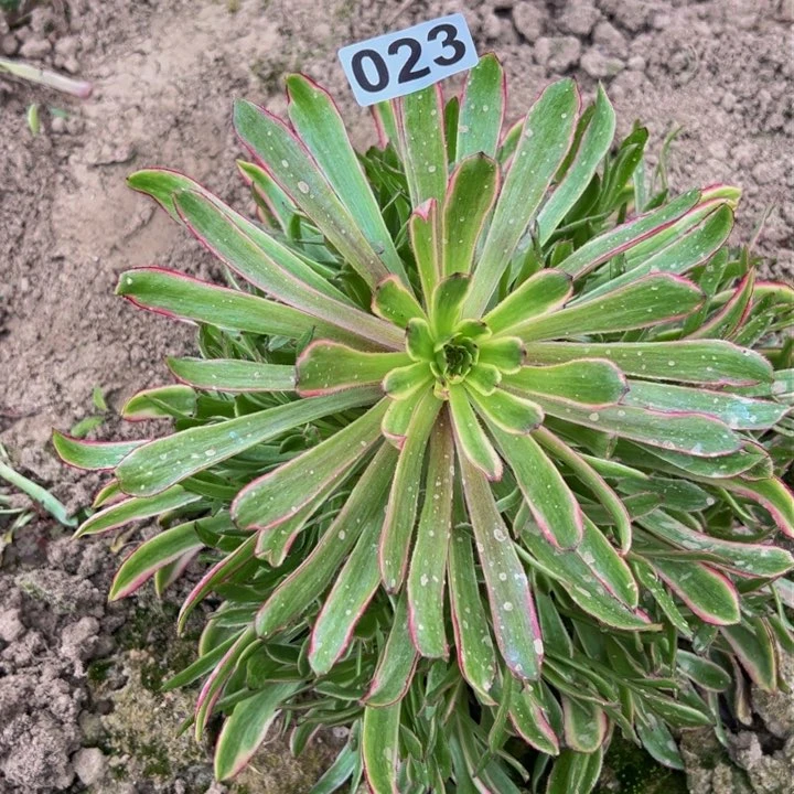 023多肉植物盆栽