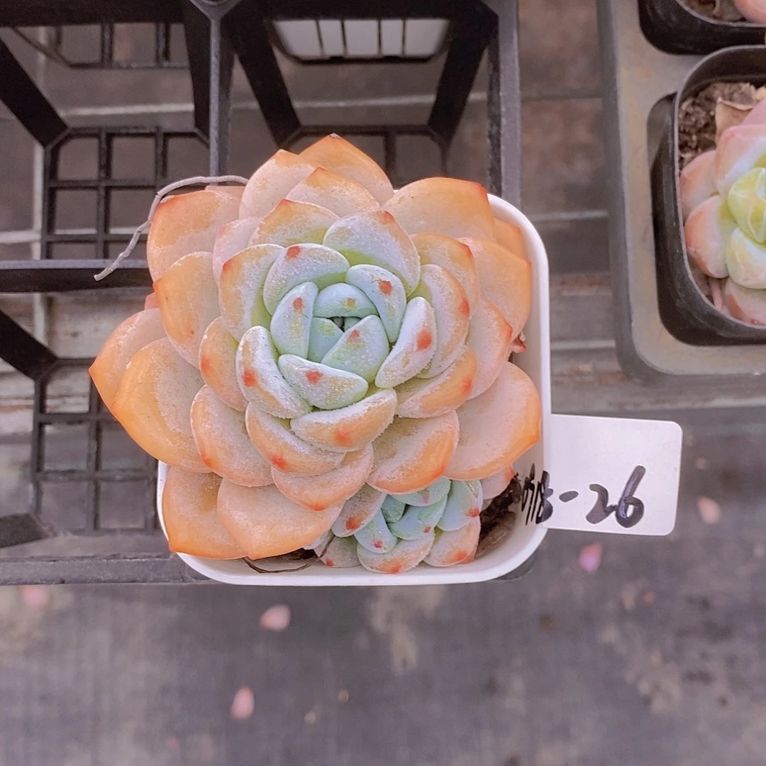 十***呀0918-26-专拍冷香福利一颗