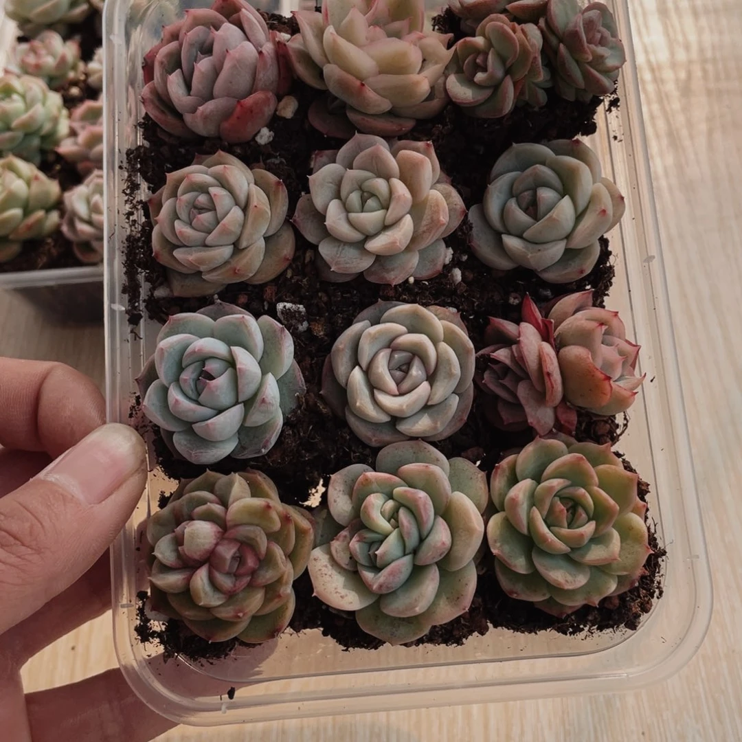 哈****啊兔兔现在终于兔兔45