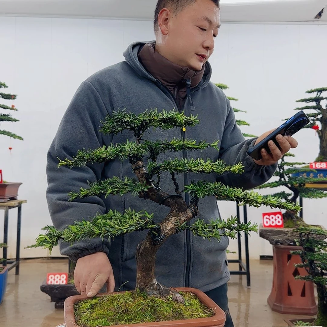 乡**人盆景制作过程非常