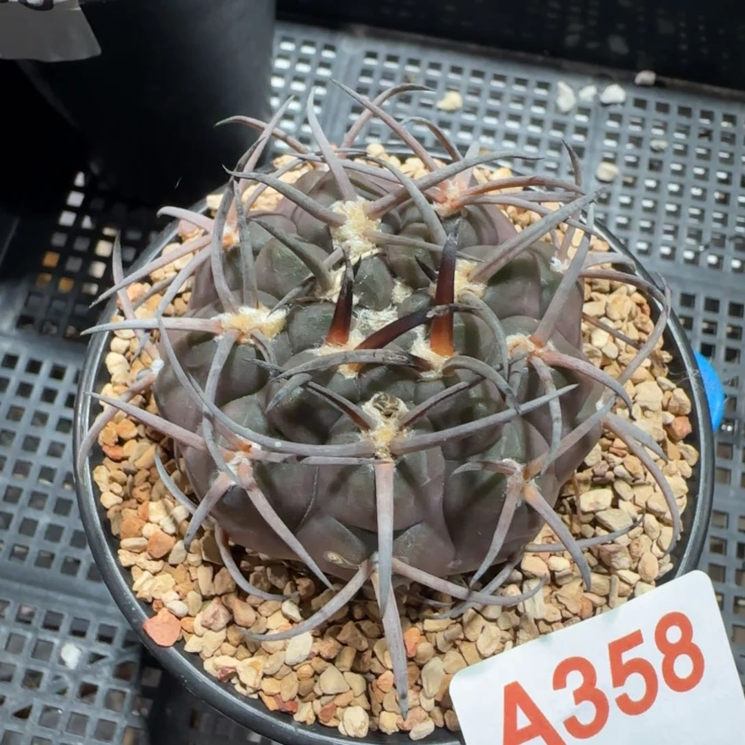 深***蓝摩天龙 实生仙人球358