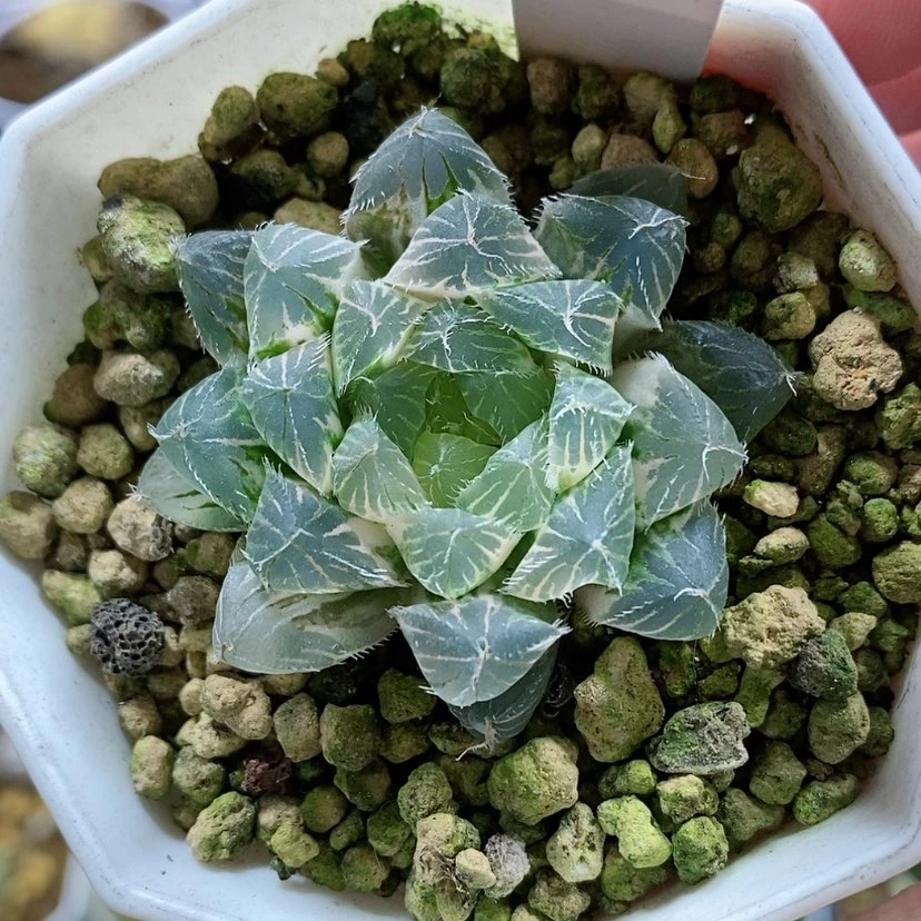 【闪购商品】89福利冰魄玉露锦