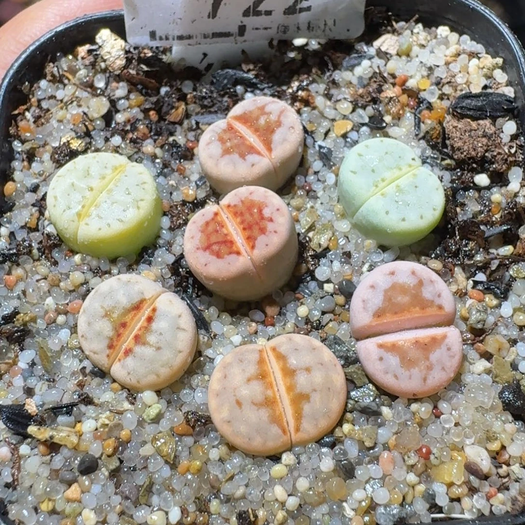 Sss精品清清清货722