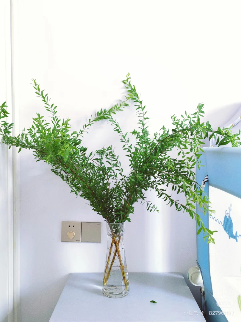 雪柳叶鲜花云南基地直发水培绿植室内客厅办公桌面装饰