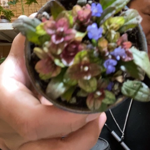 红陶一物一拍所见即所得181