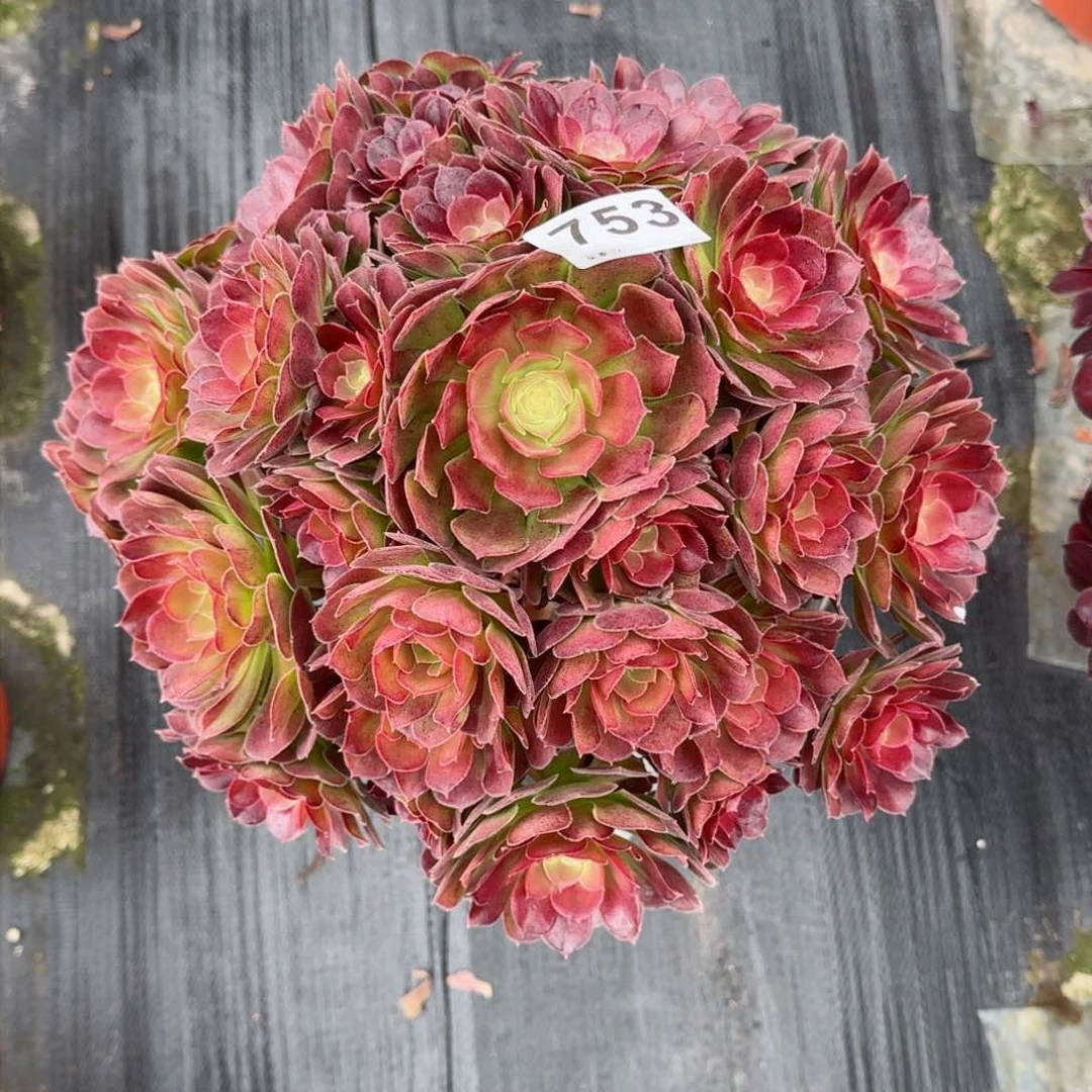 鑫****筑753多肉植物荷兰