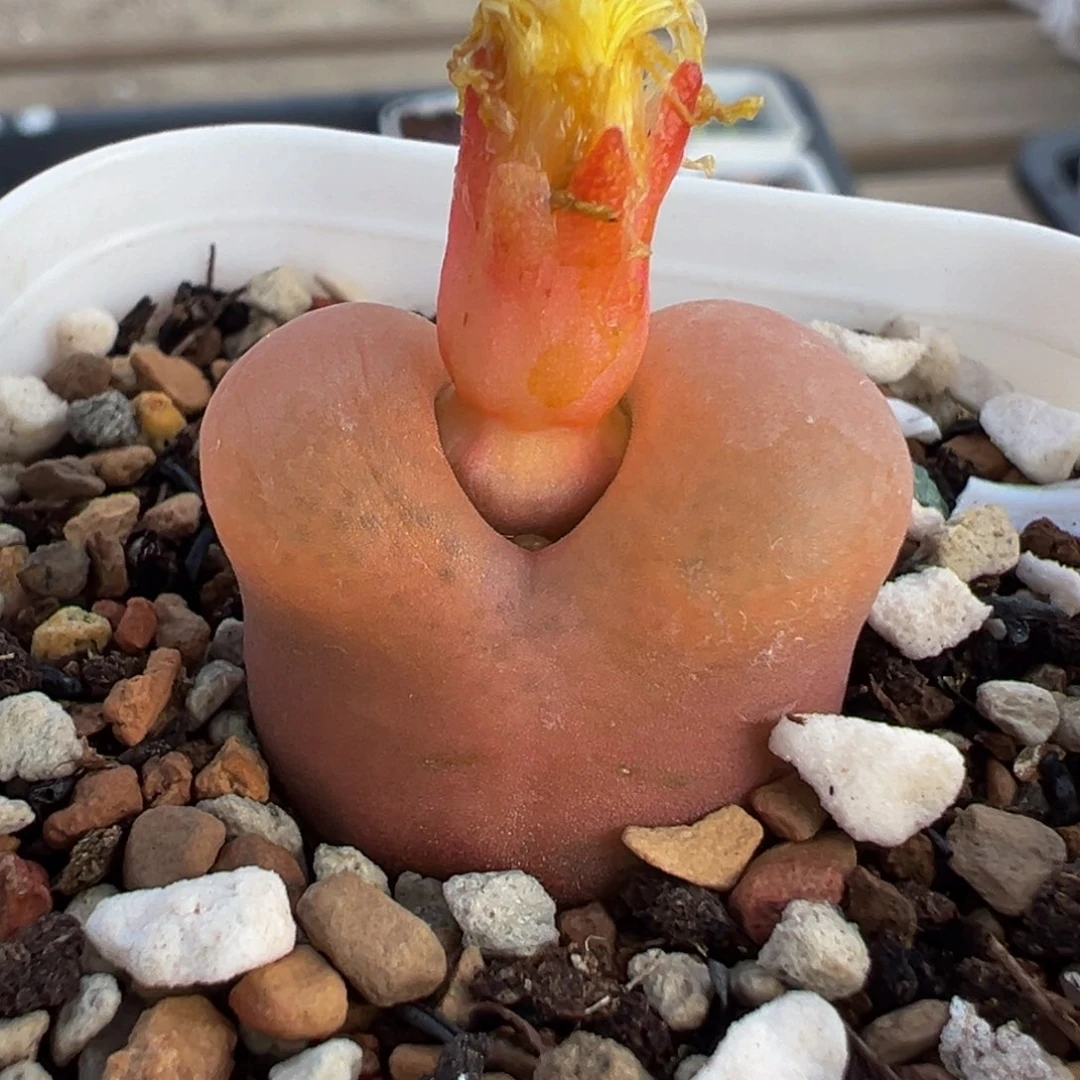 452多肉植物种类多样