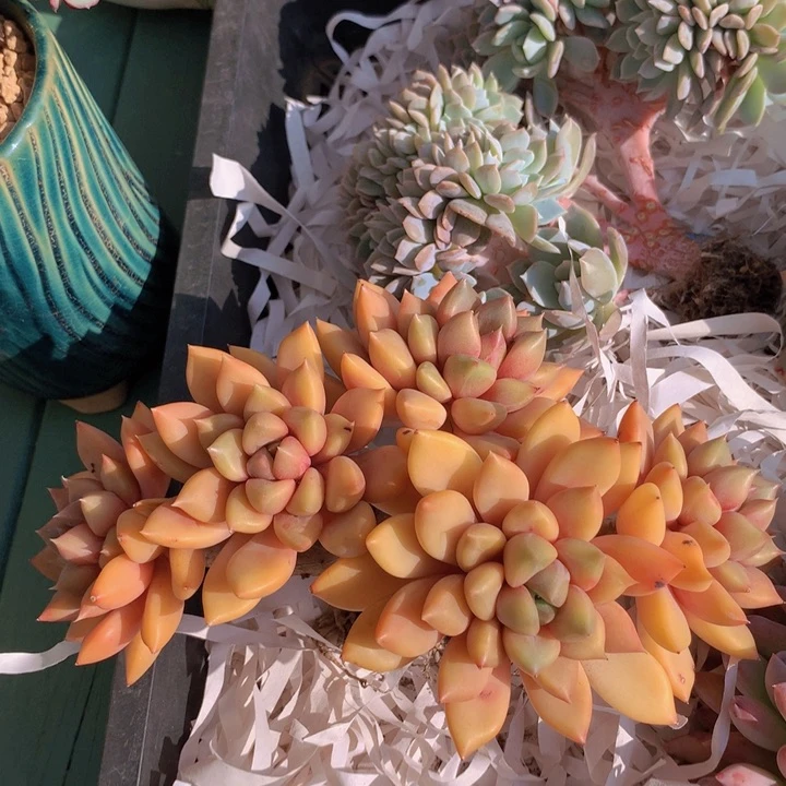 红象牙自然老庄群无砍