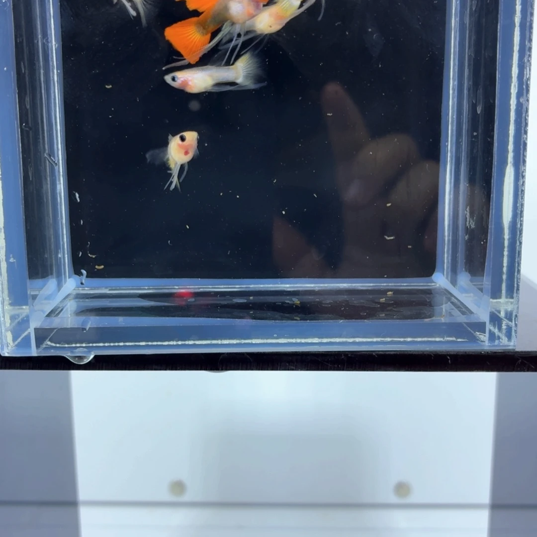 孔雀鱼长工7条（33）