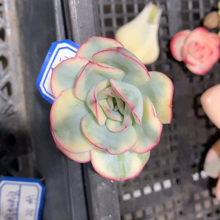 晨露锦锦侧芽锦锦锦