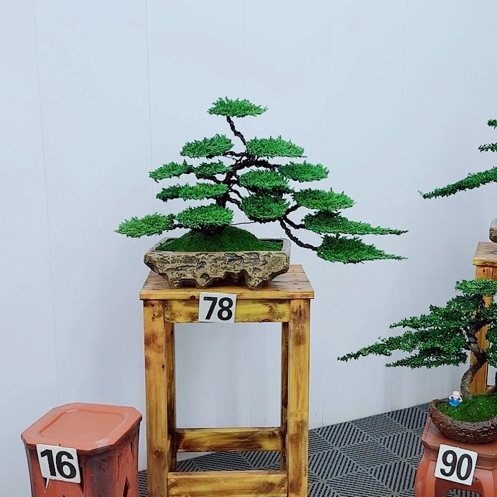 冠***发无花朵松柏盆景一物一拍