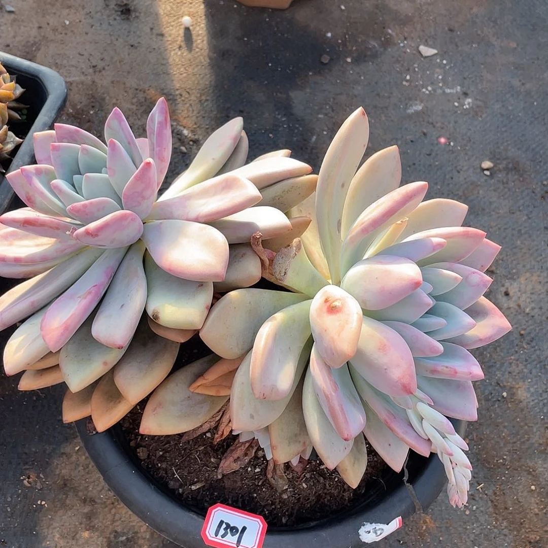 1301奥普一物一拍多肉