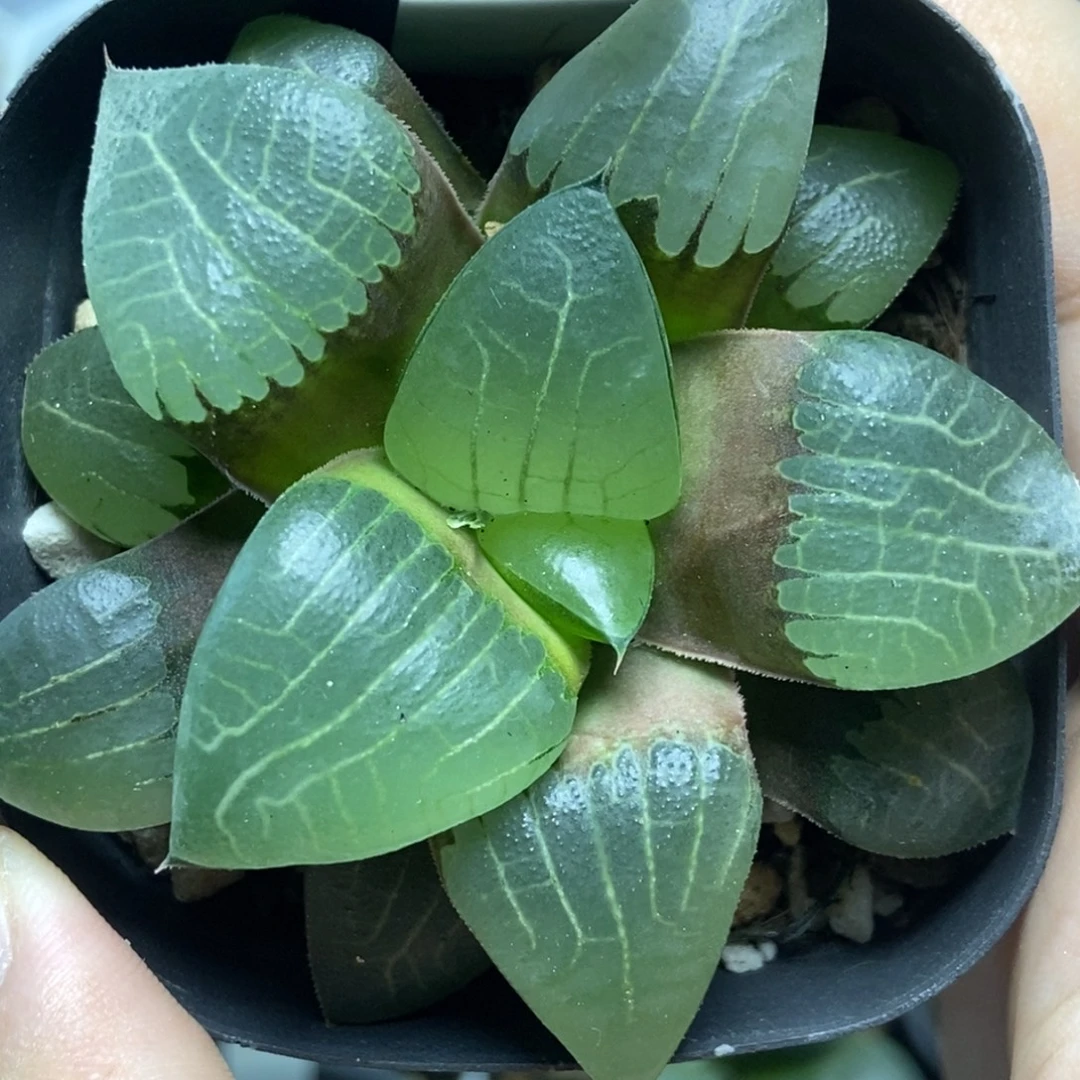 寿一物一拍的时候