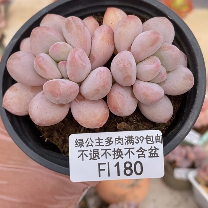 香水6cm180多肉植物