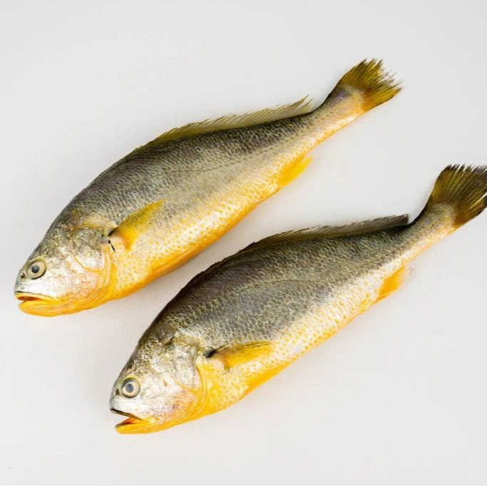 深海放养.中黄花鱼5条（默认不杀)