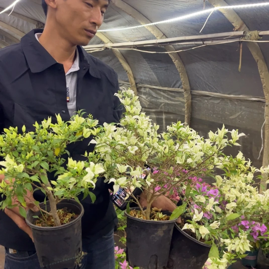完全开放（棉兰白）三角梅会落花落叶会光杆苗有大有小