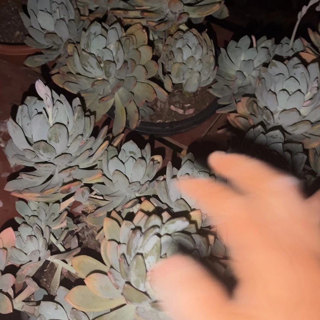 灰姑娘23.88多肉植物精品