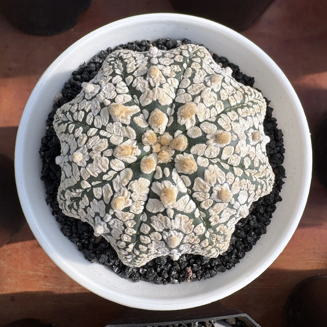 星禾记一物一拍多肉植物仙人球