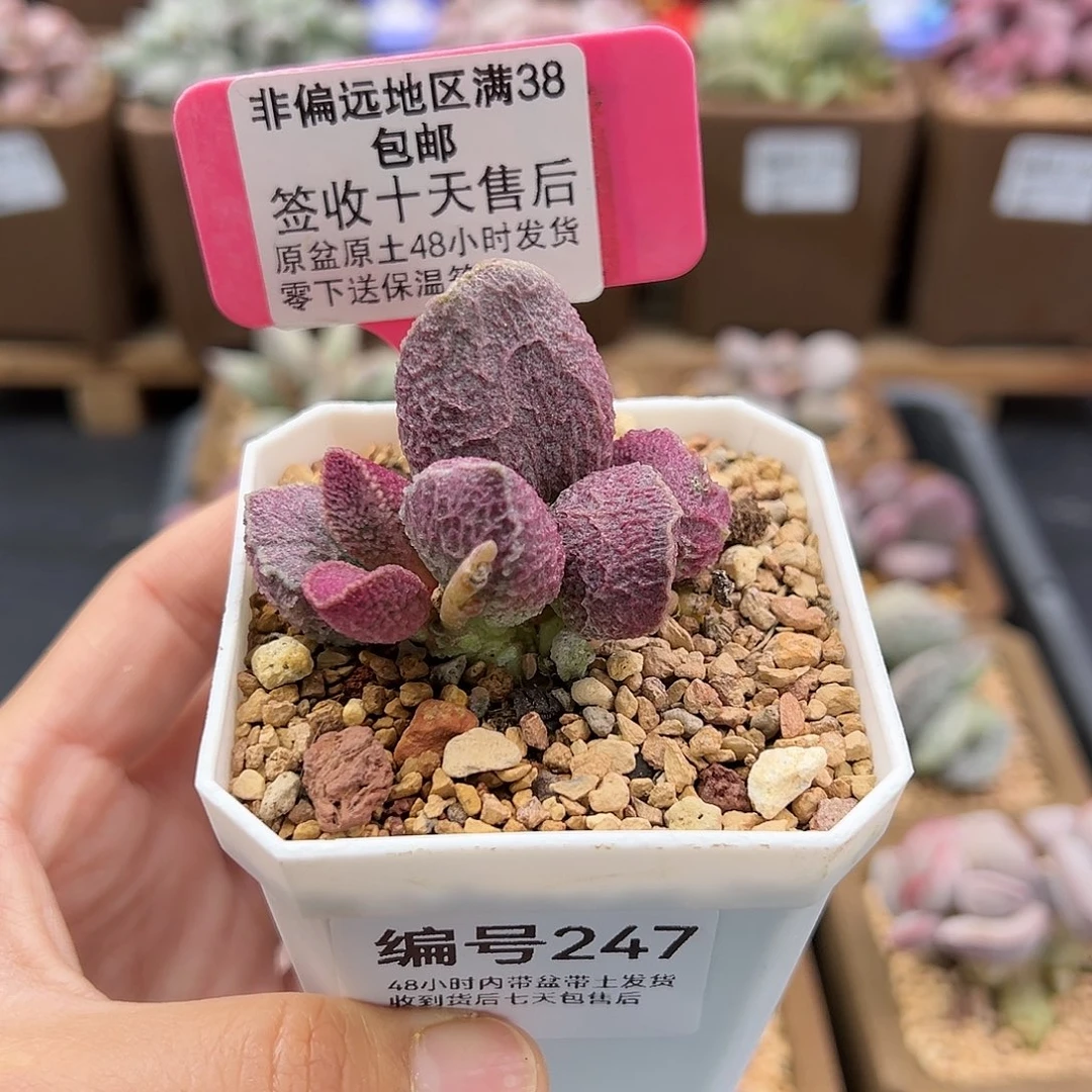 247哈默猪肝多肉