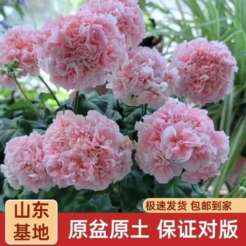 【花之瑶】兔子粉重瓣大花直立天竺葵带花苞包对版